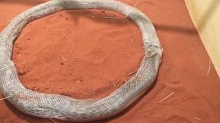 Snake shedding skin rare [upl. by Nhepets]