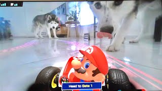 Huskies React to Being Inside Mario Kart Live Home Circuit Game [upl. by Hufnagel]