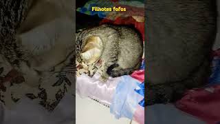 Filhotes fofos Shorts Cats Gatos [upl. by Nnaacissej522]