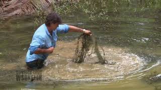 Catching a Monitor Lizard in Borneo such a cool reptile [upl. by Lounge]