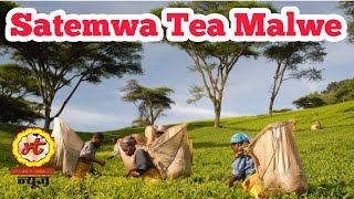 Satemwa Tea।।Satemwa Tea Coffee।।Satemwa Tea Estate।।Satemwa Tea in Africa।।Imran Saifi [upl. by Rehpitsirhc]