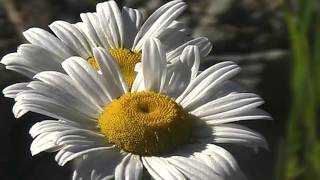 Invasive Species  Oxeye Daisy Leucanthemum vulgare [upl. by Shirl711]