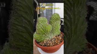 Rare Cool Crested Cactus  Polaskia chichipe cristata  growing cactus collection amp care shorts [upl. by Hasheem265]