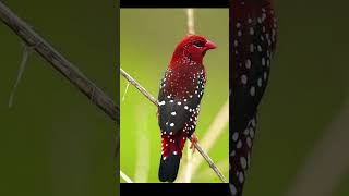 Amaranta Flameada birds faunabrasileira aves especies passaros selvagens [upl. by Creigh868]