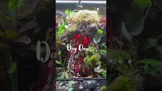 Quick Before and After Of My Paludarium youtubeshort aquarium bioactive [upl. by Animrac33]