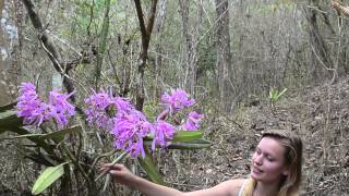 Cattleya maxima insitu Deutsch [upl. by Yezdnil552]