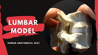 Lumbar Spine Anatomy Model  with Ligamentum Flavum and Interspinous Ligament [upl. by Shirah]