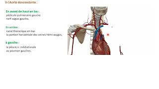 ANATOMIE FMPM LAORTE THORACIQUE [upl. by Anitserp]