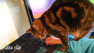 Cat kneading with his hind legs ふみふみ猫 [upl. by Ecirted]