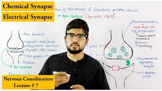 Synapse and its Types [upl. by Derwon]