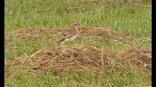 steinschmätzer  northern wheatear [upl. by Sualakcin]