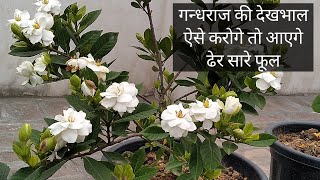 Gardenia bud drop solutiongardenia plant carehow to grow gardenia from cutting [upl. by Linet271]