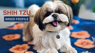 4 Adorable Shih Tzu Puppies  So playful [upl. by Repooc]