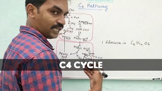 C4 cycle  Hatch and Slack pathway  Plant physiology  Tamil [upl. by Yelyah]