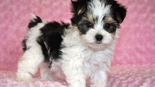 Morkie Dog breed giving birth and playing puppies [upl. by Aicenav40]