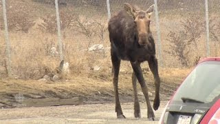 Moose Tranquilized in Calgary [upl. by Demahom]