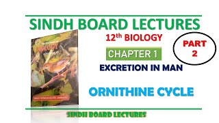 Ornithine Cycle  Deamination amp Urea Formation  Part 2 Excretion in Man  12th Biology Sindh [upl. by Naicul]