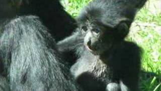 Baby Siamang [upl. by Tryck]