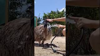 Stompys a menace… shorts emu notapet alveus alveussanctuary mayahiga twitch [upl. by Connolly]