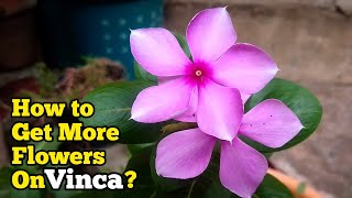 How to Get More Flowers on Vinca Plant  Vinca Plant Blooming Tips amp Tricks  Pure Greeny [upl. by Ytsanyd351]