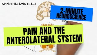 2Minute Neuroscience Pain and the Anterolateral System [upl. by Akemahs650]