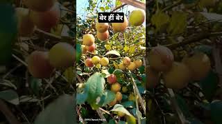 shorts plants garden youtube youtubeshorts ytshortsshortshortvideoshortsvideogardennature [upl. by Karlow]