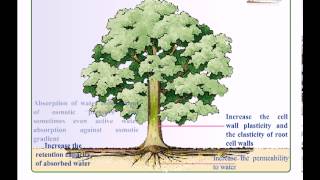 Introduction to plant hormones [upl. by Amlev]