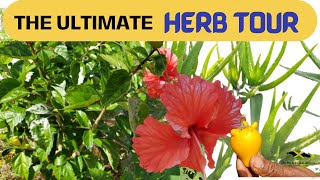 HEALING HERBS OF JAMAICA 🌿  100 POWERFUL MedicinalPlants Of Jamaica☘ TheHerbTour [upl. by Conley]