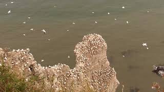 Gannets resting at Bempton Cliffs [upl. by Jeralee]