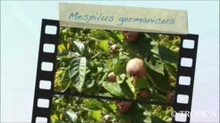 Mespilus germanica 13230 [upl. by Pandich]