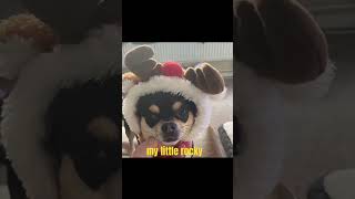 this my rockychihuahua cheeky dog lovepets dogmom [upl. by Lundin586]