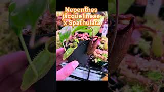 Nepenthes Jacquelineae x Spathulata plantlover carnivorousplant pitcherplant plantlover [upl. by Llehsad]