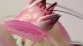 Orchid Mantis  very pink adult female [upl. by Naji360]