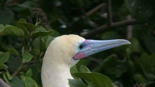 Redfooted Booby [upl. by Llemhar]