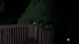 Three young possums eating salami [upl. by Enrichetta]