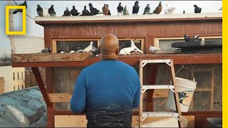 See How Pigeons Saved This Man From a Life on the Streets  Short Film Showcase [upl. by Guglielma]