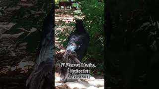 quotZanate MachoquotQuiscalus Mexicanus aves de costarica 🐦‍⬛ [upl. by Corly]