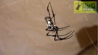 Nephila madagascariensis female molting [upl. by Etteiram233]