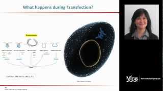 Transfection 101 [upl. by Minardi]