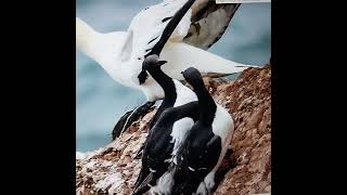 Northern Gannet Birds Yorkshire England [upl. by Nigen]