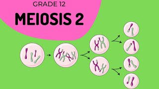 Meiosis 2  Formation of gametes [upl. by Tolmach]