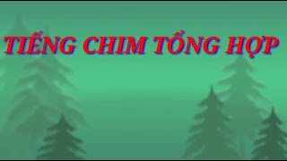 TIẾNG CHIM  TỔNG HỢP  CÁC LOẠI CHIM  CÓ THỂ SỬ DỤNG TRONG KỊCH CỔ [upl. by Candless18]