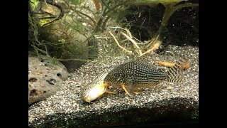 How to Breed Sterbai Corydoras Catfish [upl. by Nick]