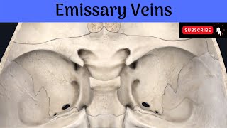 Emissary Veins  Locations  Connections  Functions  Clinical Anatomy Anatomy mbbs education [upl. by Aicel935]