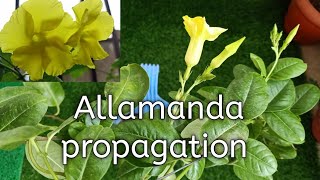 Laziest way to propagate allamanda vine plant [upl. by Jedidiah18]