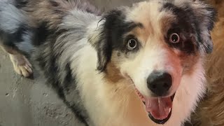 🐕 livestream dogshorts doglover cutedog puppy viralshort happydog doglovers cute [upl. by Hanas480]