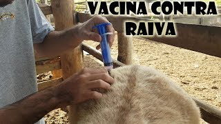 Aplicando vacinha contra raiva nos cavalos [upl. by Meadow]