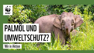 Palmöl und Umweltschutz  geht das  Tabin 1  WWF Deutschland [upl. by Bertina902]