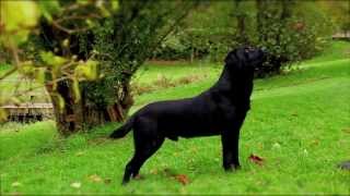 Black Labrador working gundog [upl. by Zampardi]