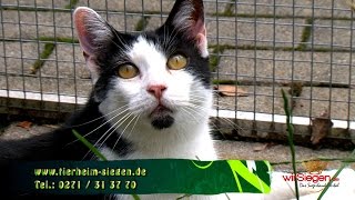 „Tier zu Dir“ – Katze Gafi sucht ein neues Zuhause SiegenNRW [upl. by Breger762]